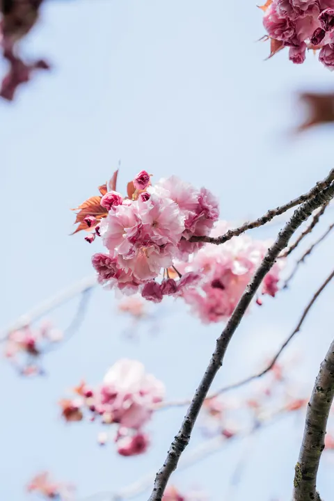 Blossom Pink Phone Wallpaper · pastel · 1440×2160