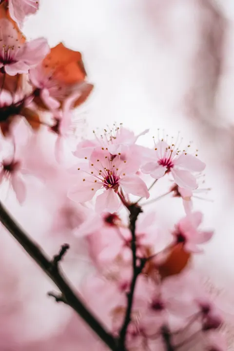 Blossom Pink Phone Wallpaper · pastel · 1440×2160