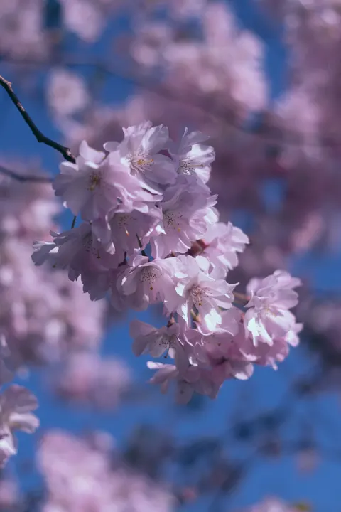 Blossom Pink Phone Wallpaper · pastel · 1440×2160