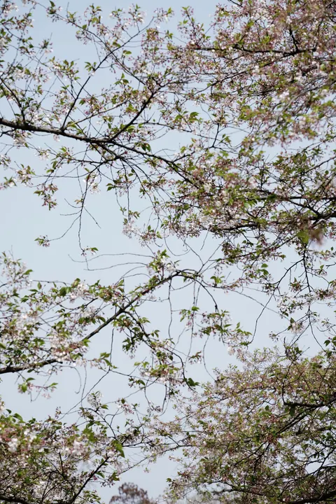 Blossom Pink Phone Wallpaper · pastel · 1440×2160
