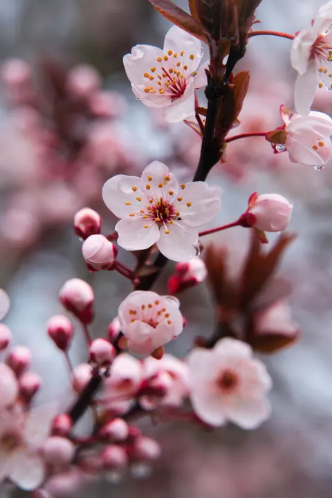Blossom Pink Phone Wallpaper · pastel · 1440×2160