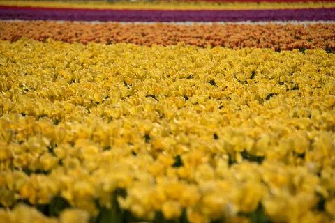 خلفية حقل التوليب بدقة 4K · flowers · 3840×2563