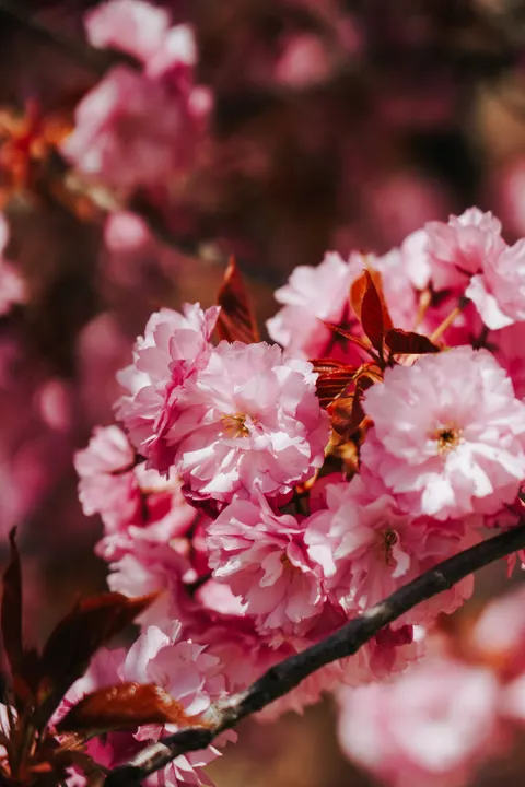 Blossom Pink Phone Wallpaper · pastel · 1440×2159