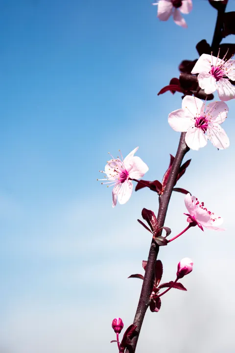 Blossom Pink Phone Wallpaper · pastel · 1440×2160