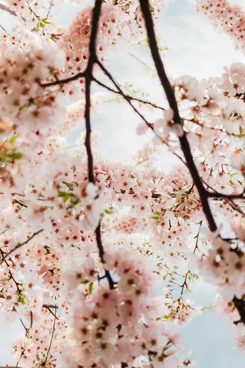 Blossom Pink Phone Wallpaper · pastel · 1440×2160
