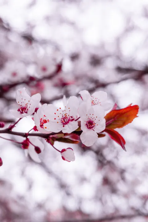 Blossom Pink Phone Wallpaper · pastel · 1440×2160