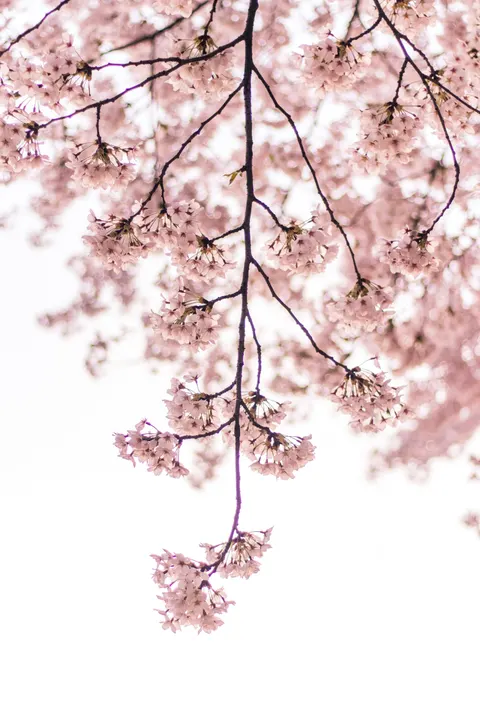 Blossom Pink Phone Wallpaper · pastel · 1440×2160