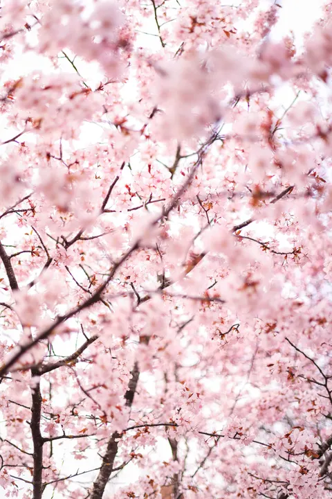 Blossom Pink Phone Wallpaper · pastel · 1440×2159