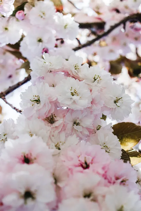 Blossom Pink Phone Wallpaper · pastel · 1440×2160