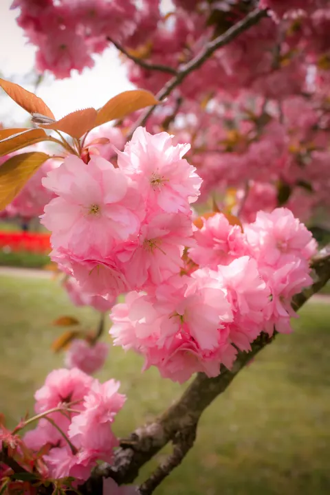 Blossom Pink Phone Wallpaper · pastel · 1440×2160