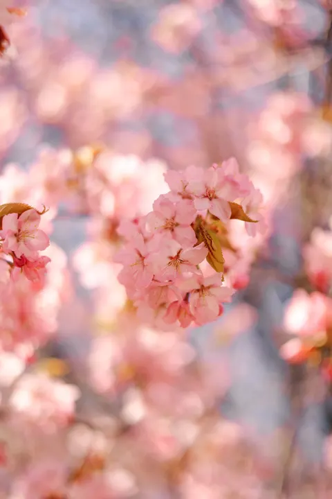 Blossom Pink Phone Wallpaper · pastel · 1440×2159