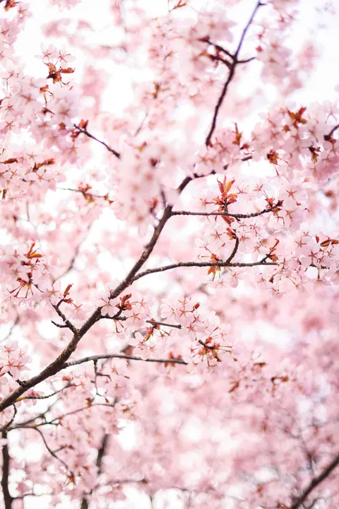 Blossom Pink Phone Wallpaper · pastel · 1440×2159