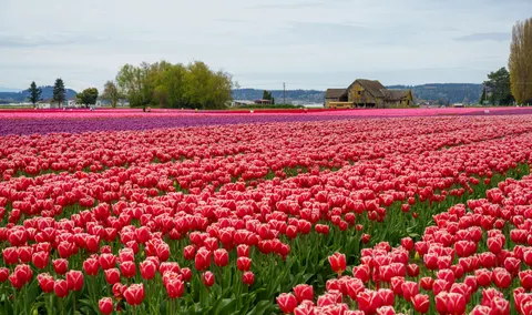 خلفية حقل التوليب بدقة 4K · flowers · 3840×2278
