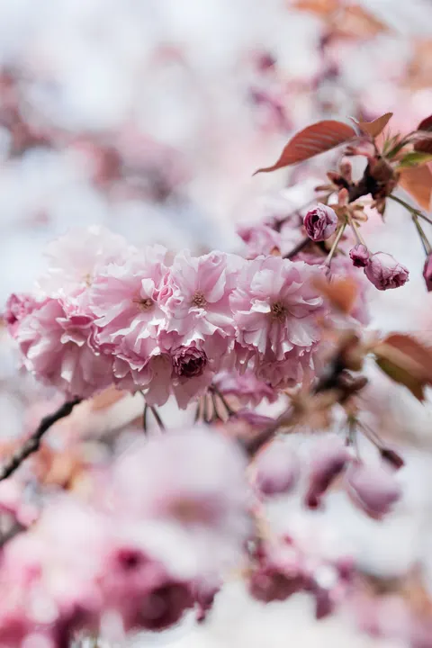 Blossom Pink Phone Wallpaper · pastel · 1440×2160