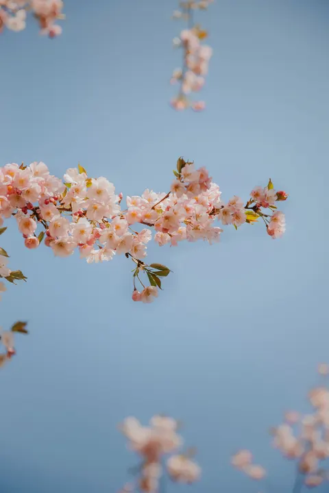 Blossom Pink Phone Wallpaper · pastel · 1440×2160