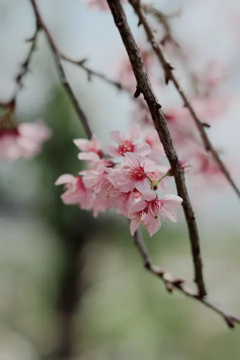 Blossom Pink Phone Wallpaper · pastel · 1440×2160