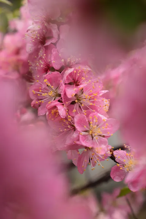 Blossom Pink Phone Wallpaper · pastel · 1440×2160