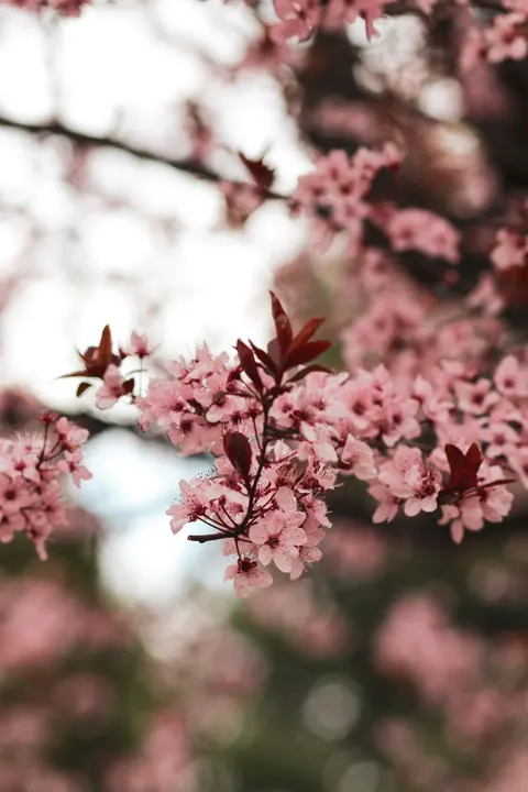 Blossom Pink Phone Wallpaper · pastel · 1440×2160