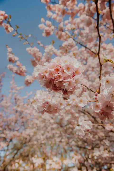 Blossom Pink Phone Wallpaper · pastel · 1440×2160