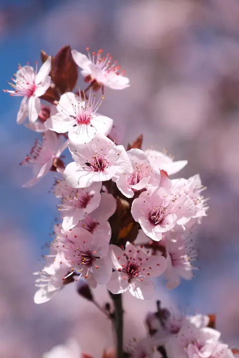 Blossom Pink Phone Wallpaper · pastel · 1440×2160