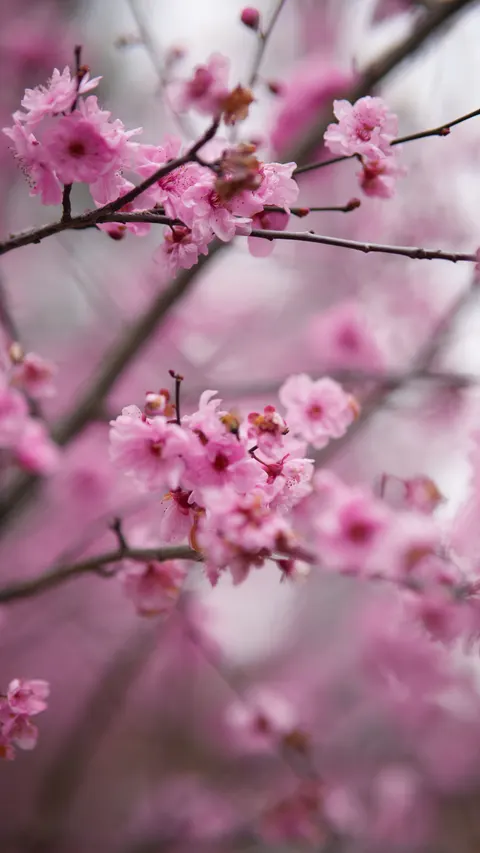 Blossom Pink Phone Wallpaper · pastel · 1440×2559