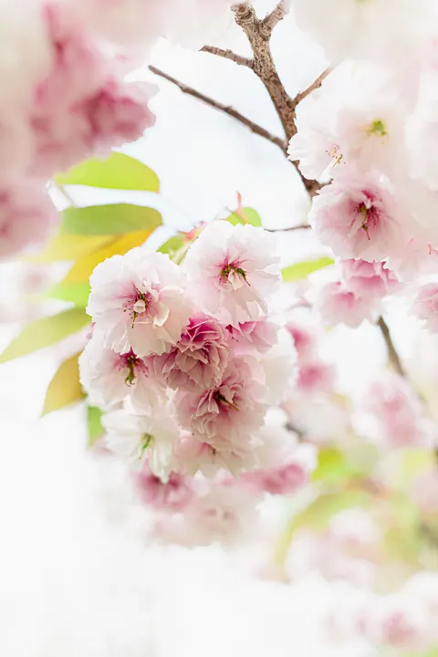 Blossom Pink Phone Wallpaper · pastel · 1440×2160