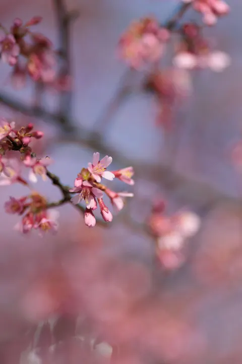 Blossom Pink Phone Wallpaper · pastel · 1440×2160
