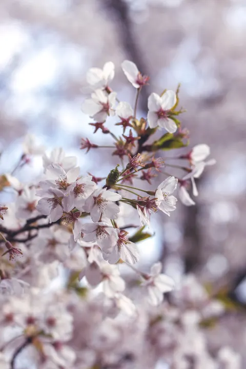 Blossom Pink Phone Wallpaper · pastel · 1440×2160