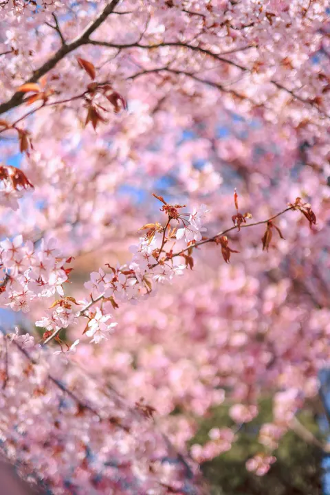 Blossom Pink Phone Wallpaper · pastel · 1440×2159