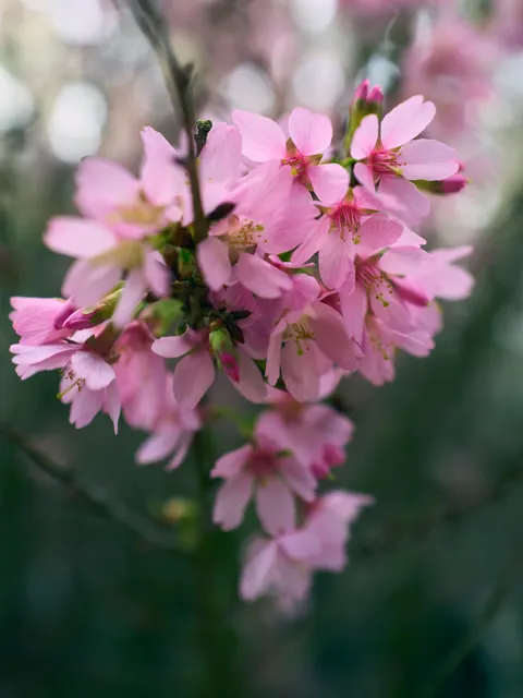 Blossom Pink Phone Wallpaper · pastel · 1440×1920