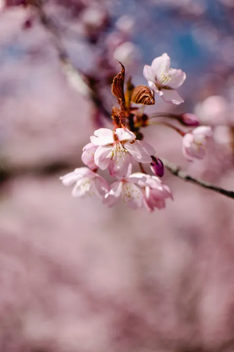 Blossom Pink Phone Wallpaper · pastel · 1440×2160