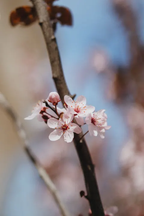 Blossom Pink Phone Wallpaper · pastel · 1440×2160