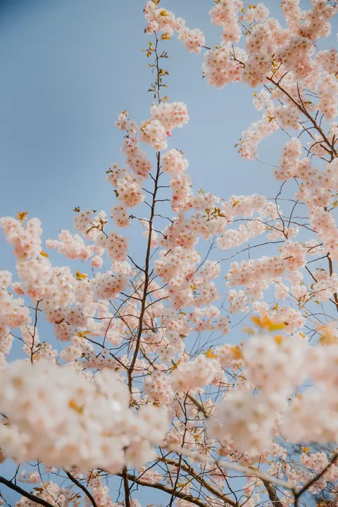 Blossom Pink Phone Wallpaper · pastel · 1440×2160