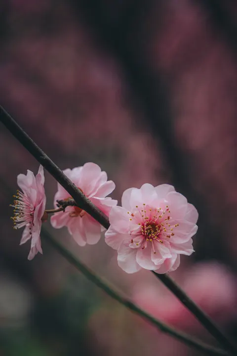 Blossom Pink Phone Wallpaper · pastel · 1440×2160