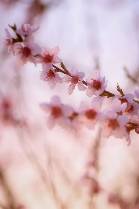 Blossom Pink Phone Wallpaper · pastel · 1440×2160