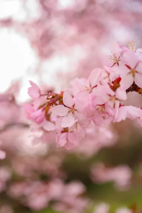 Blossom Pink Phone Wallpaper · pastel · 1440×2159