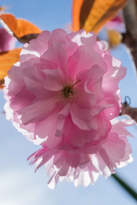 Blossom Pink Phone Wallpaper · pastel · 1440×2160