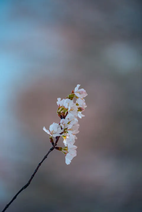 Blossom Pink Phone Wallpaper · pastel · 1440×2157