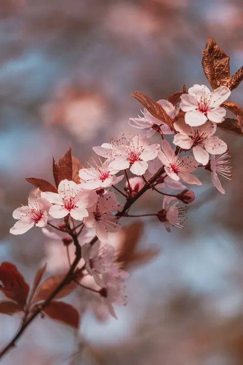 Blossom Pink Phone Wallpaper · pastel · 1440×2160