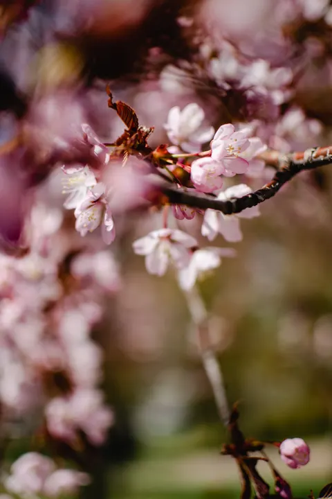 Blossom Pink Phone Wallpaper · pastel · 1440×2160