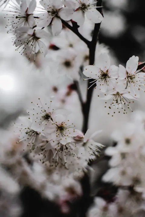 Blossom Pink Phone Wallpaper · pastel · 1440×2160