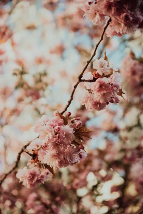 Blossom Pink Phone Wallpaper · pastel · 1440×2158