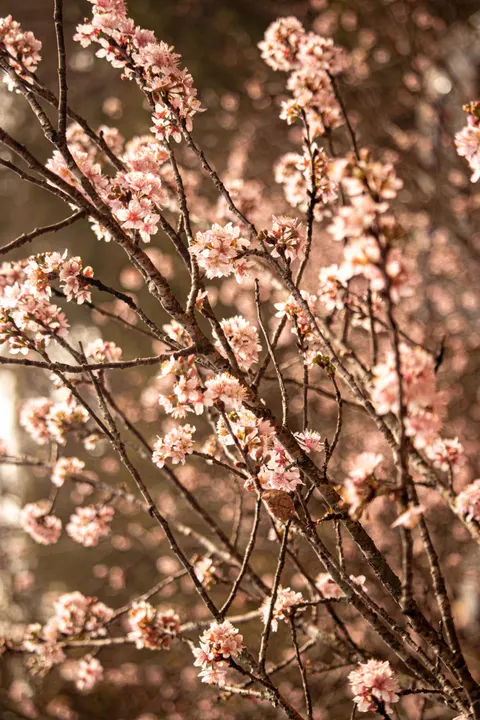 Blossom Pink Phone Wallpaper · pastel · 1440×2160