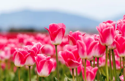Fondo de pantalla Campo de Tulipanes 4K · flowers · 3840×2483