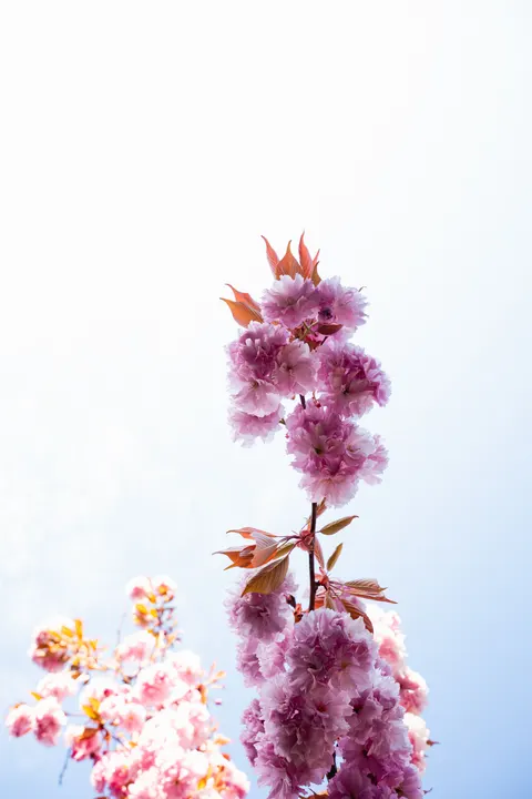 Blossom Pink Phone Wallpaper · pastel · 1440×2160