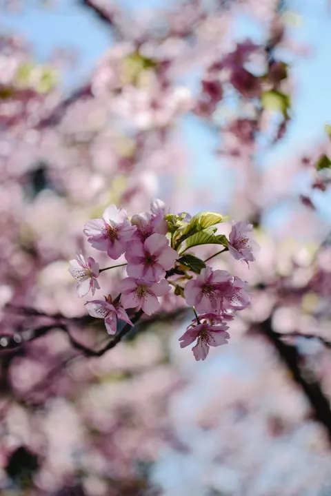Blossom Pink Phone Wallpaper · pastel · 1440×2160