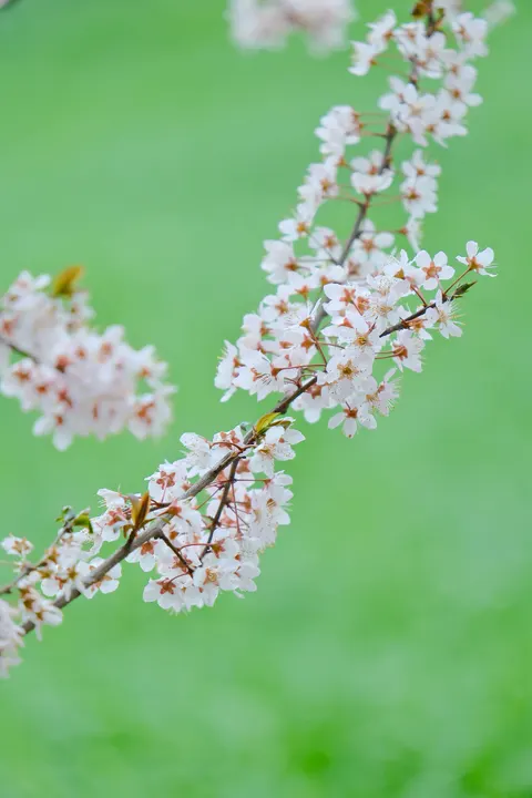 Blossom Pink Phone Wallpaper · pastel · 1440×2160