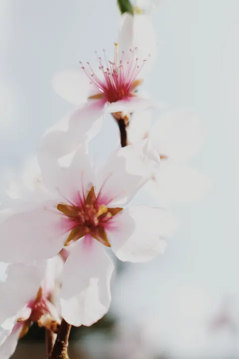 Blossom Pink Phone Wallpaper · pastel · 1440×2160