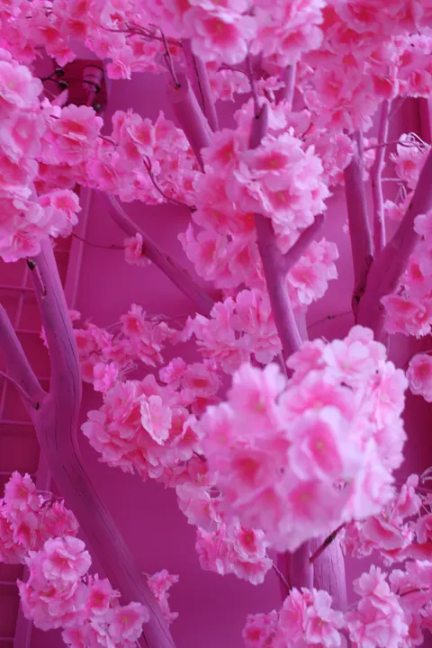 Blossom Pink Phone Wallpaper · pastel · 1440×2160