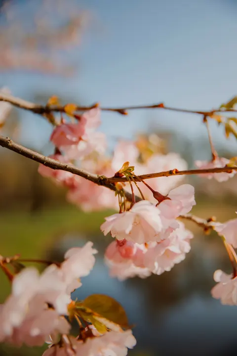 Blossom Pink Phone Wallpaper · pastel · 1440×2160